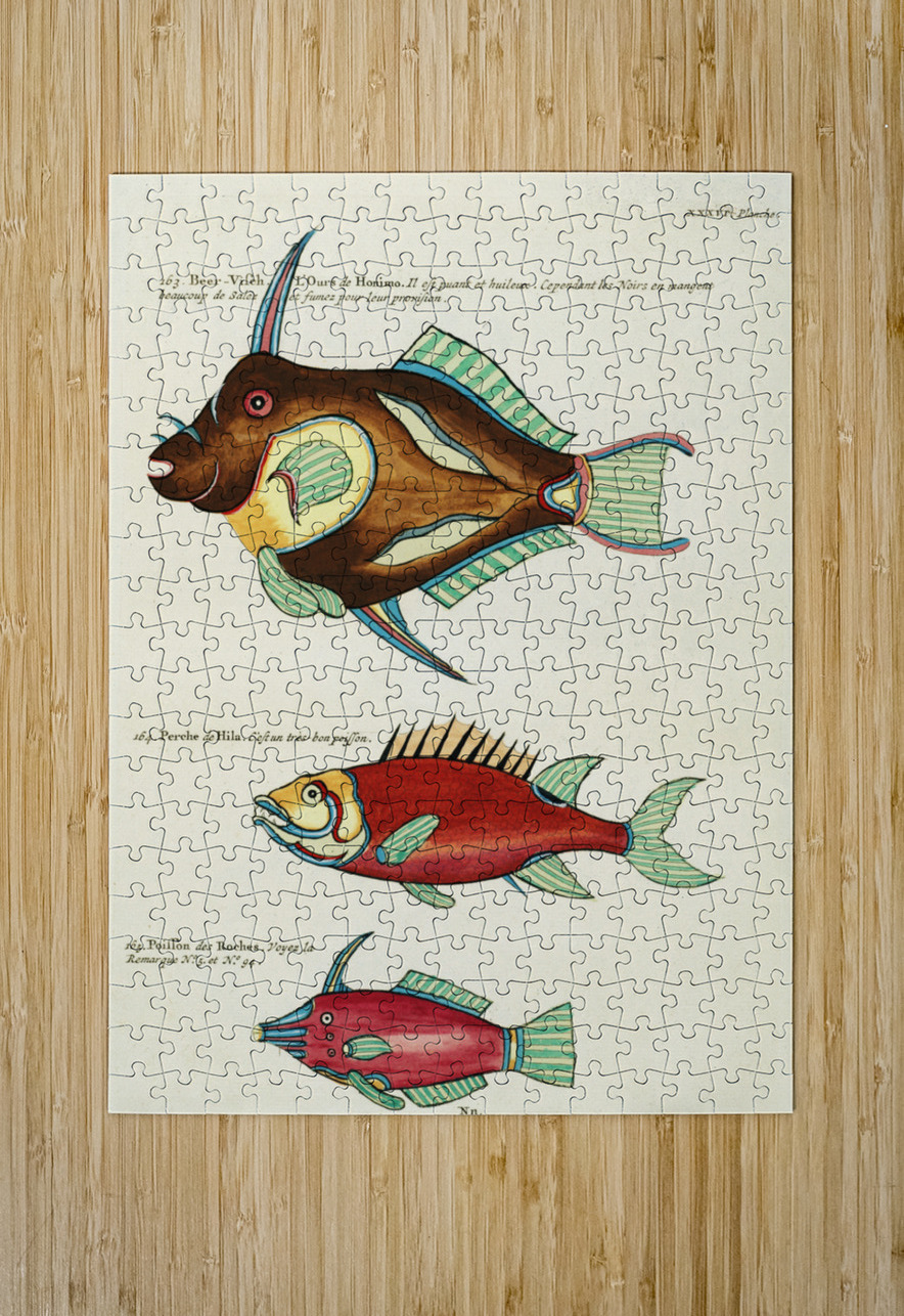 Colourful and surreal illustrations of fishes found in Moluccas Indonesia and the East Indies by Louis Renard 1678 -1746 from Histoire naturelle des plus rares curiositez de la mer des Indes 1754. IStockHistory com Puzzle printing