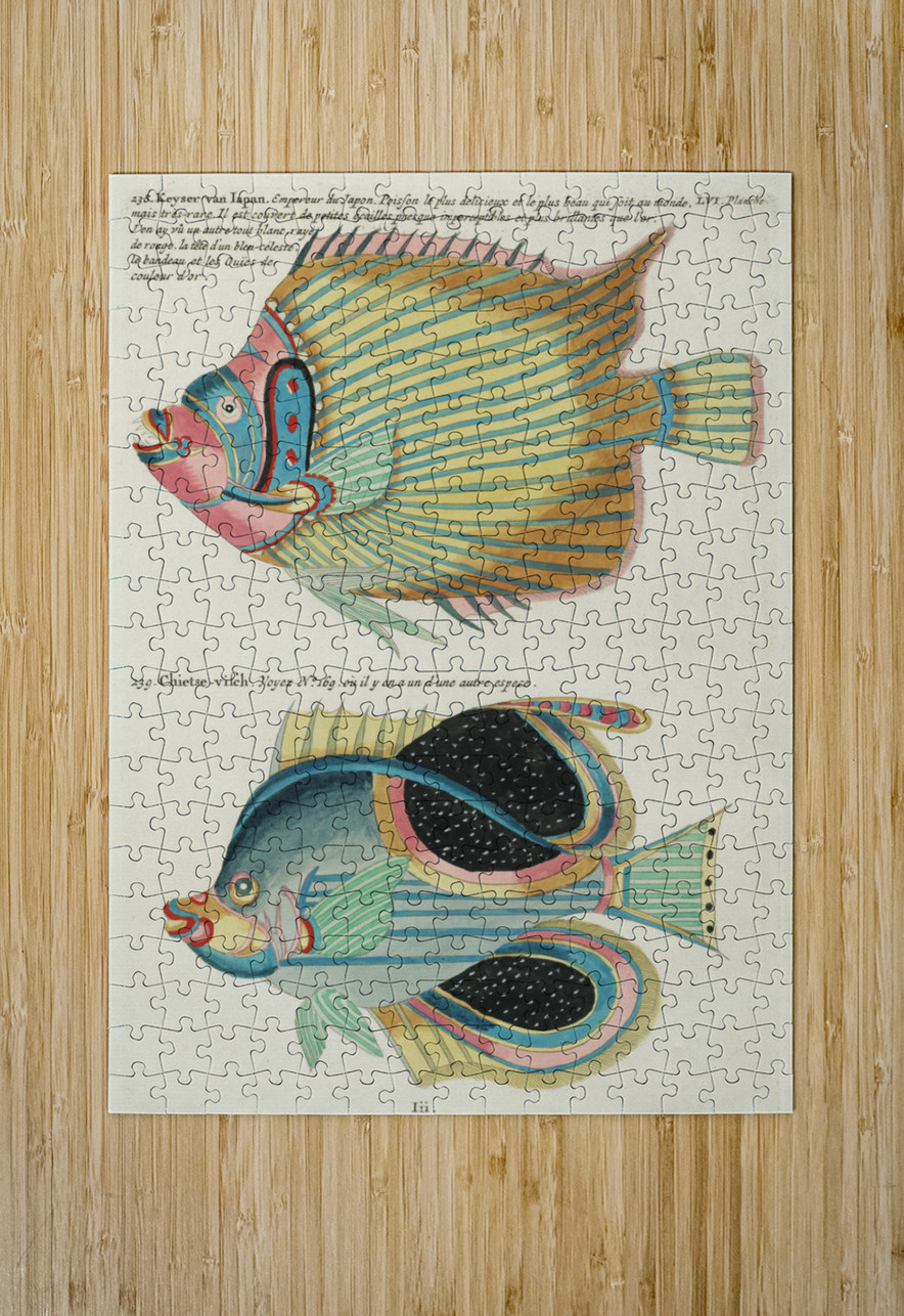Colourful and surreal illustrations of fishes found in Moluccas Indonesia and the East Indies by Louis Renard 1678 -1746 from Histoire naturelle des plus rares curiositez de la mer des Indes 1754. IStockHistory com Puzzle printing