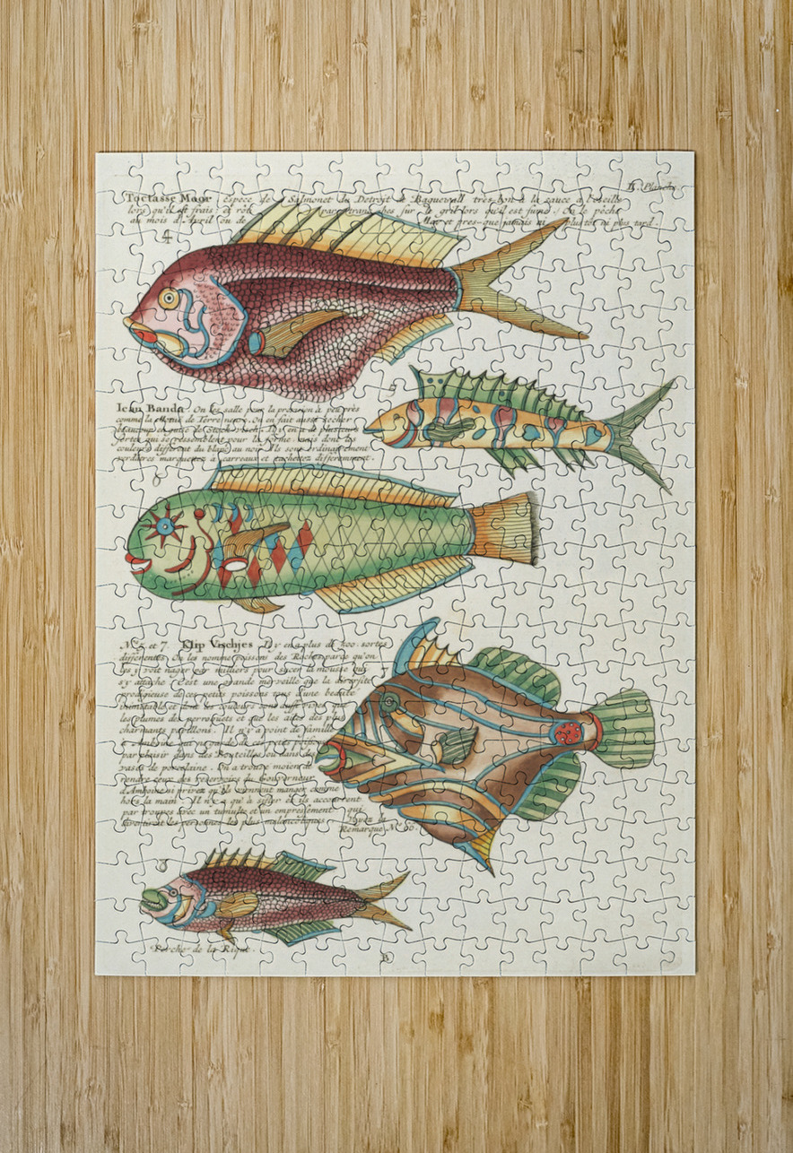 Colourful and surreal illustrations of fishes found in Moluccas Indonesia and the East Indies by Louis Renard 1678 -1746 from Histoire naturelle des plus rares curiositez de la mer des Indes 1754. IStockHistory com Puzzle printing
