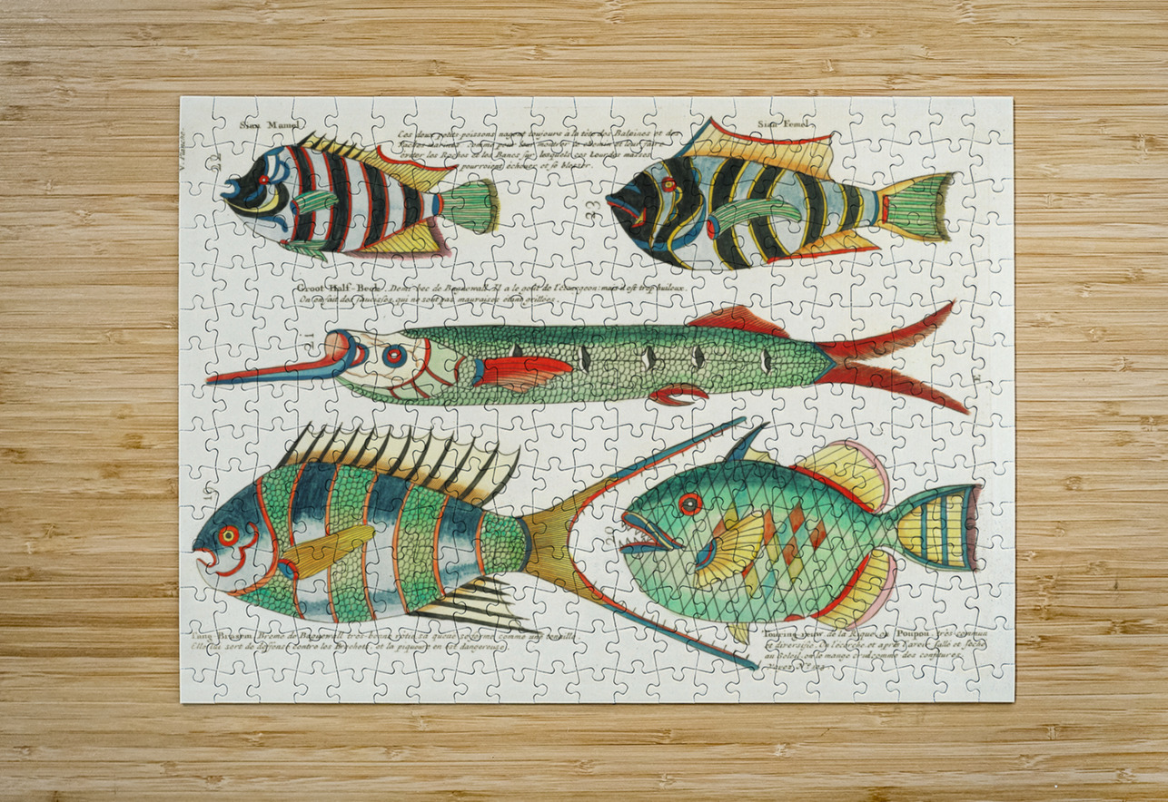 Colourful and surreal illustrations of fishes found in Moluccas Indonesia and the East Indies by Louis Renard 1678 -1746 from Histoire naturelle des plus rares curiositez de la mer des Indes 1754. IStockHistory com Puzzle printing