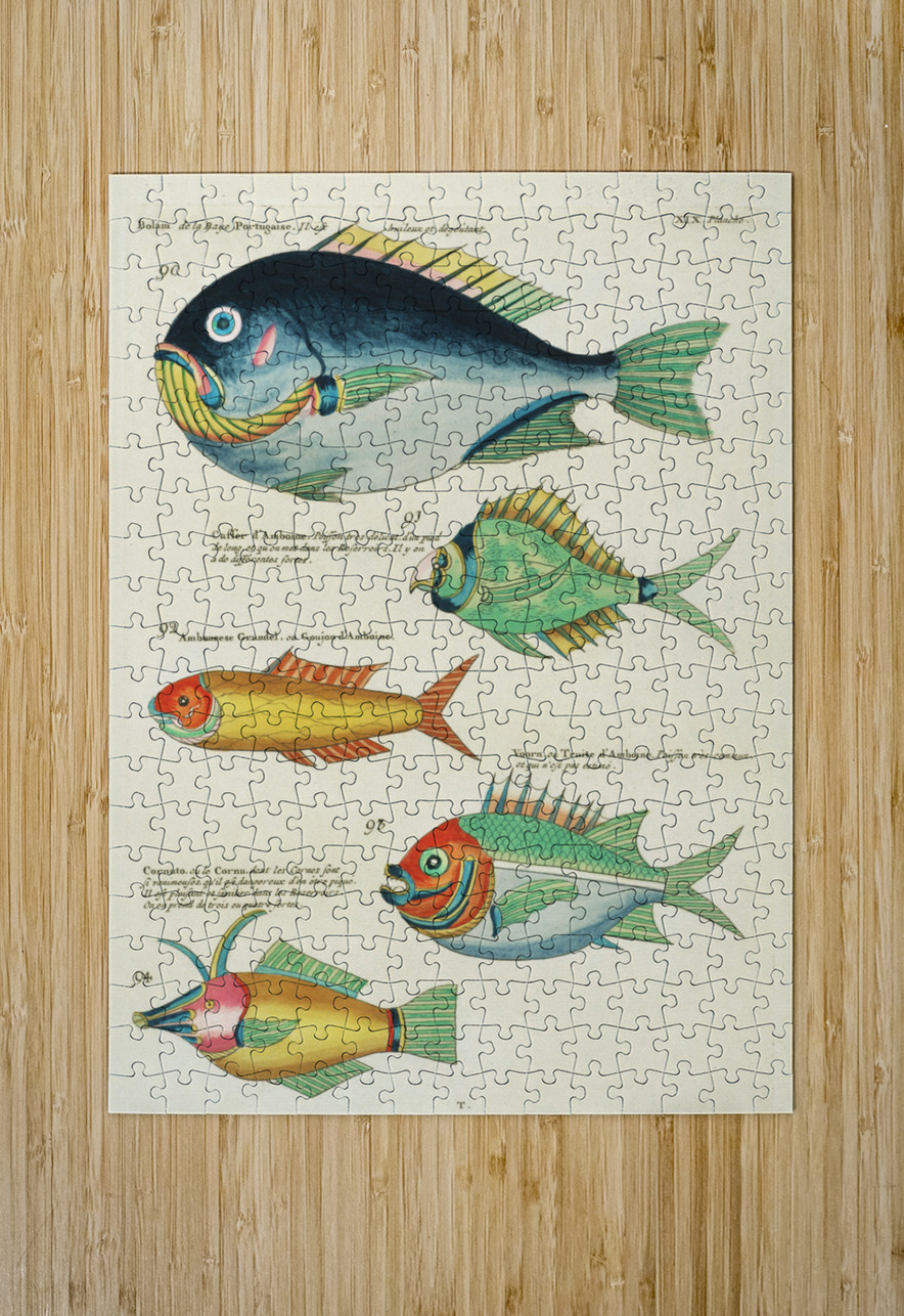 Colourful and surreal illustrations of fishes found in Moluccas Indonesia and the East Indies by Louis Renard 1678 -1746 from Histoire naturelle des plus rares curiositez de la mer des Indes 1754. IStockHistory com Puzzle printing