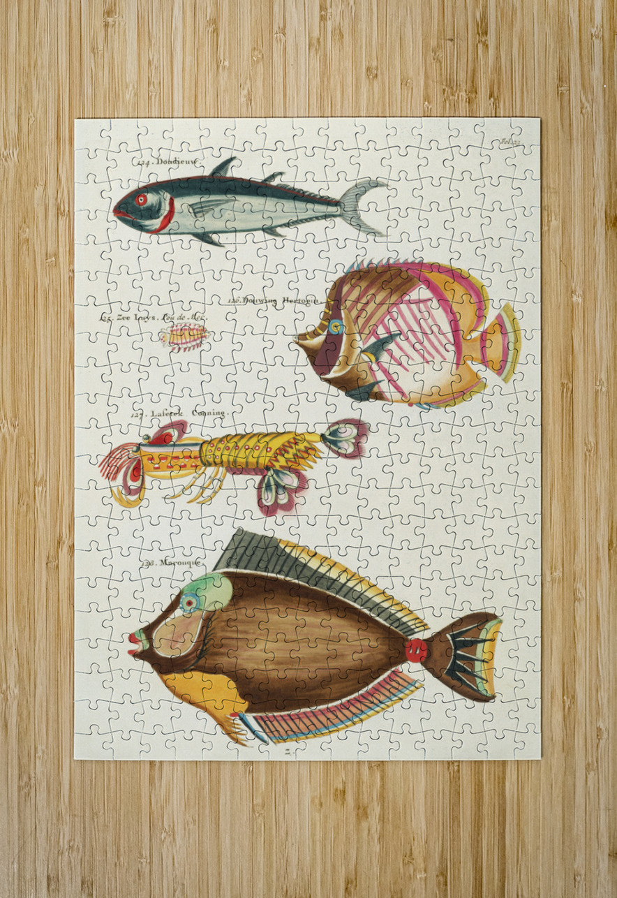 Colourful and surreal illustrations of fishes and lobster found in Moluccas Indonesia and the East Indies by Louis Renard 1678 -1746 from Histoire naturelle des plus rares curiositez de la mer des Indes 1754. IStockHistory com Puzzle printing