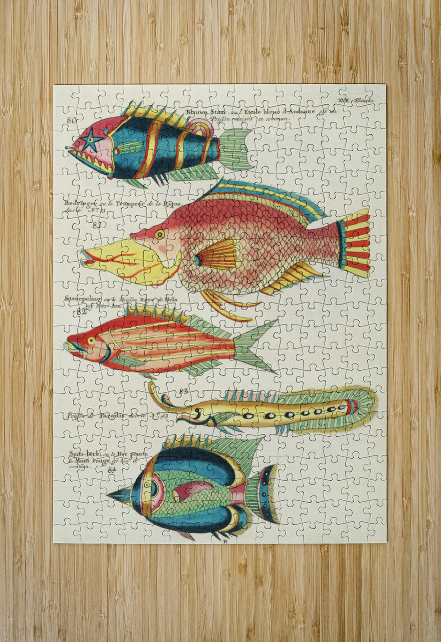 Colourful and surreal illustrations of fishes found in Moluccas Indonesia and the East Indies by Louis Renard 1678 -1746 from Histoire naturelle des plus rares curiositez de la mer des Indes 1754. IStockHistory com Puzzle printing