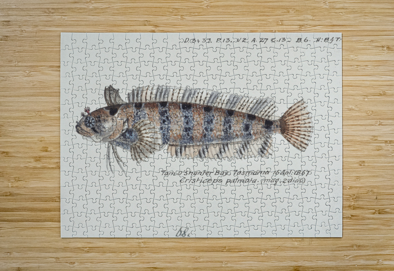 Antique fish possibly heteroclinus sp weedfish South Pacific Fishes by Frank Edward Clarke 1849-1899.  IStockHistory com Puzzle printing