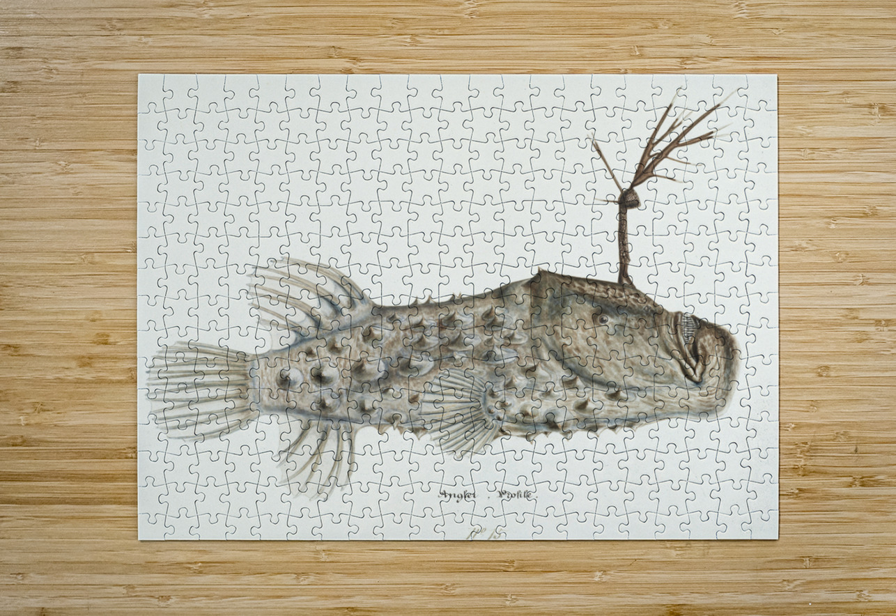Antique Prickly anglerfish South Pacific Fishes by Frank Edward Clarke 1849-1899.  IStockHistory com Puzzle printing