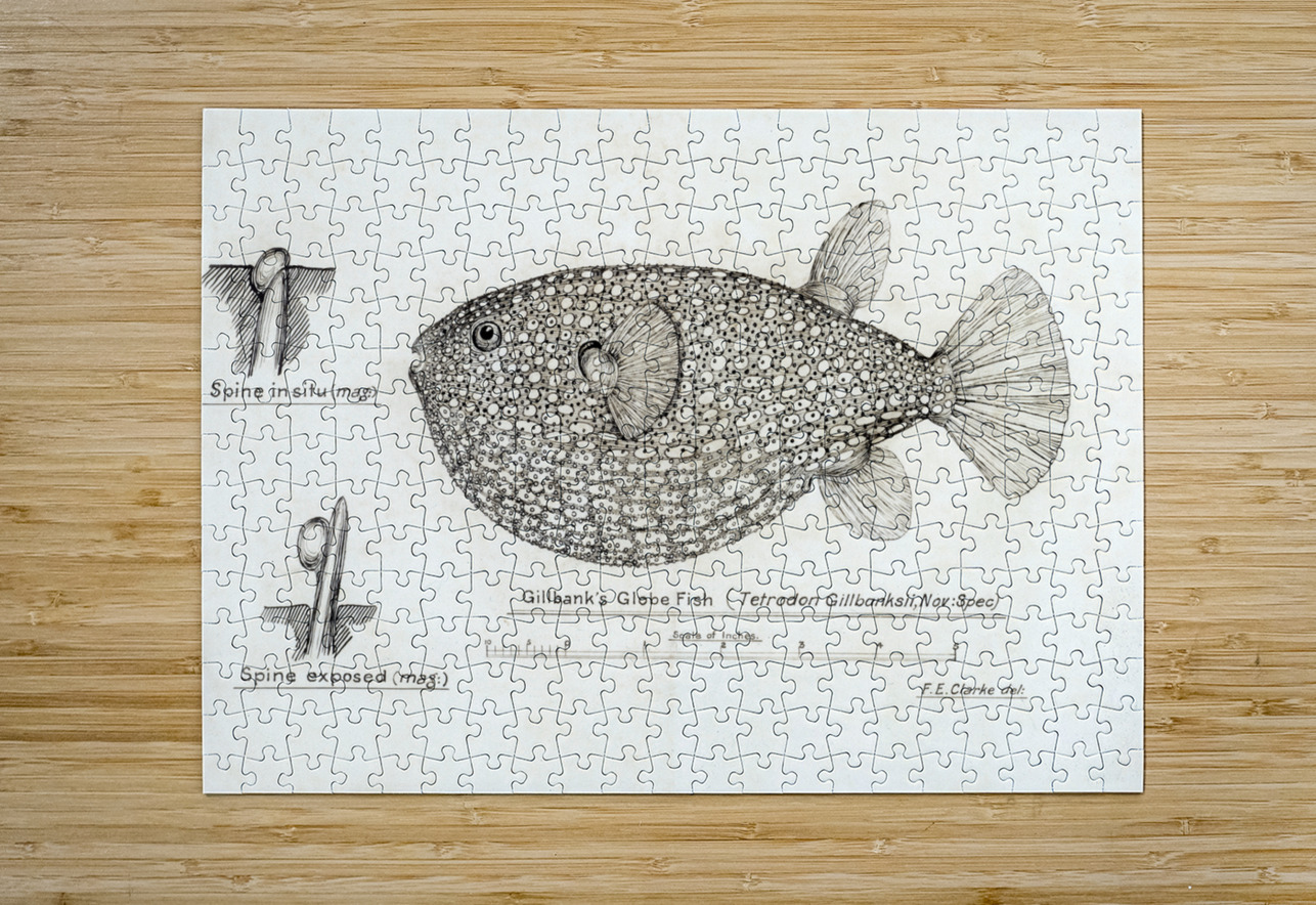 Antique Gillbanks Globe fish South Pacific Fishes by Frank Edward Clarke 1849-1899.  IStockHistory com Puzzle printing