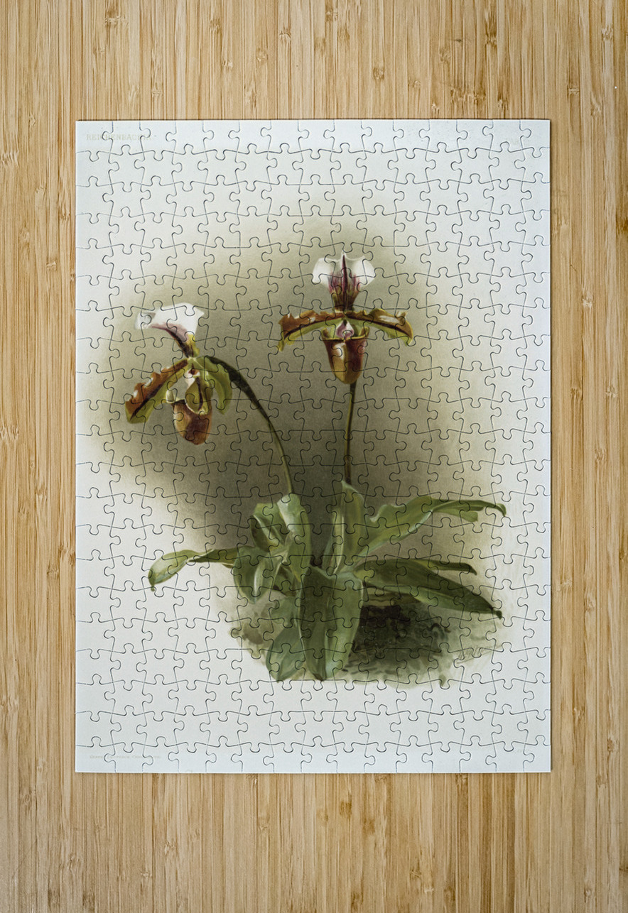 Cypripedium lathamianum inversum from Reichenbachia Orchids 1888-1894 illustrated by Frederick Sander 1847-1920.  IStockHistory com Puzzle printing