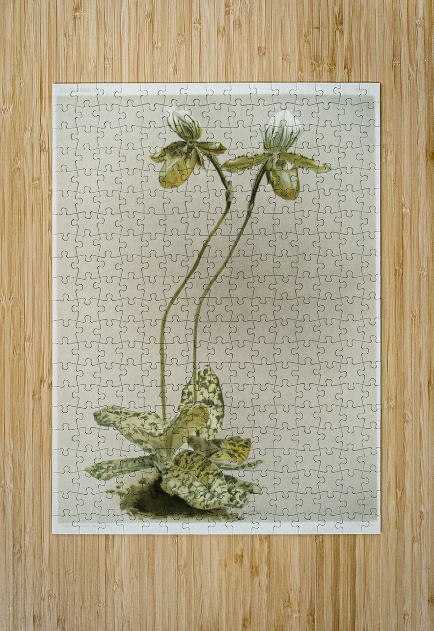 Cypripedium lawrenceanum hyeanum from Reichenbachia Orchids 1888-1894 illustrated by Frederick Sander 1847-1920.  IStockHistory com Puzzle printing