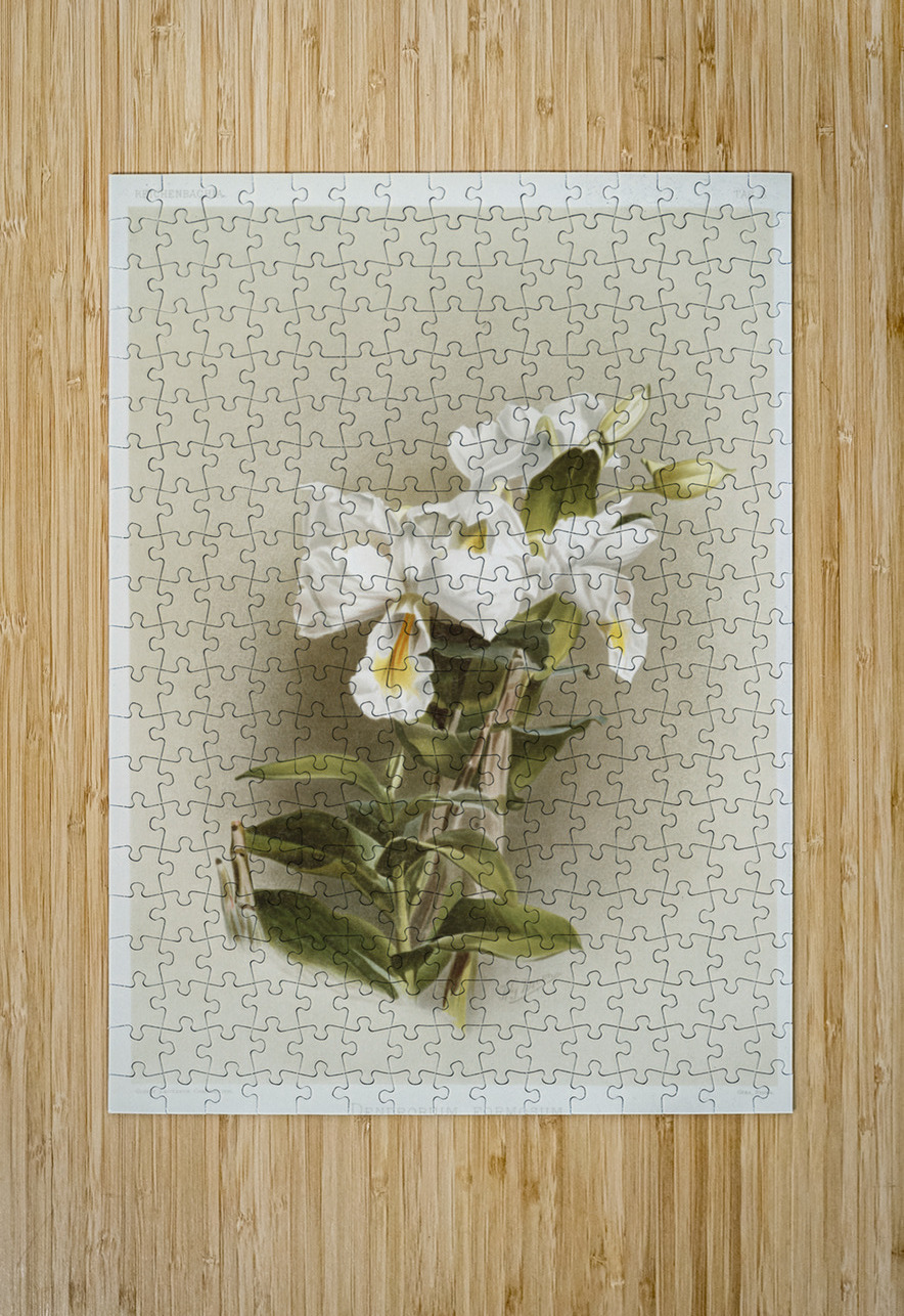 Dendrobium formosum from Reichenbachia Orchids 1888-1894 illustrated by Frederick Sander 1847-1920.  IStockHistory com Puzzle printing