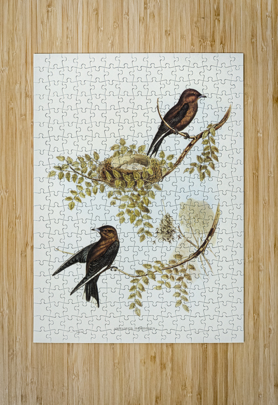 Wood Swallow Artamus sordid illustrated by Elizabeth Gould 1804–1841 for John Gould’s 1804-1881 Birds of Australia  IStockHistory com Puzzle printing