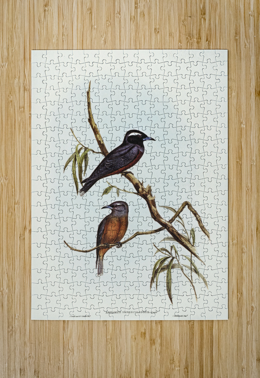White-eyebrowed Wood Swallow Artamus supercilious illustrated by Elizabeth Gould 1804–1841 for John Gould’s 1804-1881 Birds of Australia  IStockHistory com Puzzle printing