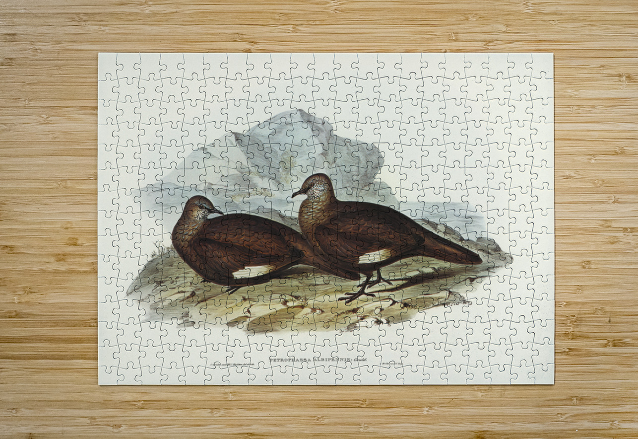 White-quilled Rock Dove Petrophassa albipennis illustrated by Elizabeth Gould 1804–1841 for John Gould’s 1804-1881 Birds of Australia  IStockHistory com Puzzle printing