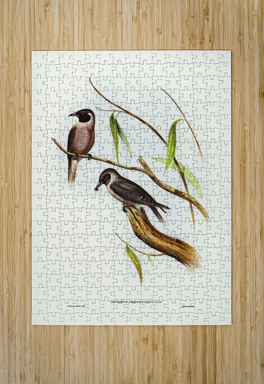 Masked Wood Swallow Artamus personates Gould illustrated by Elizabeth Gould 1804–1841 for John Gould’s 1804-1881 Birds of Australia  IStockHistory com Puzzle printing