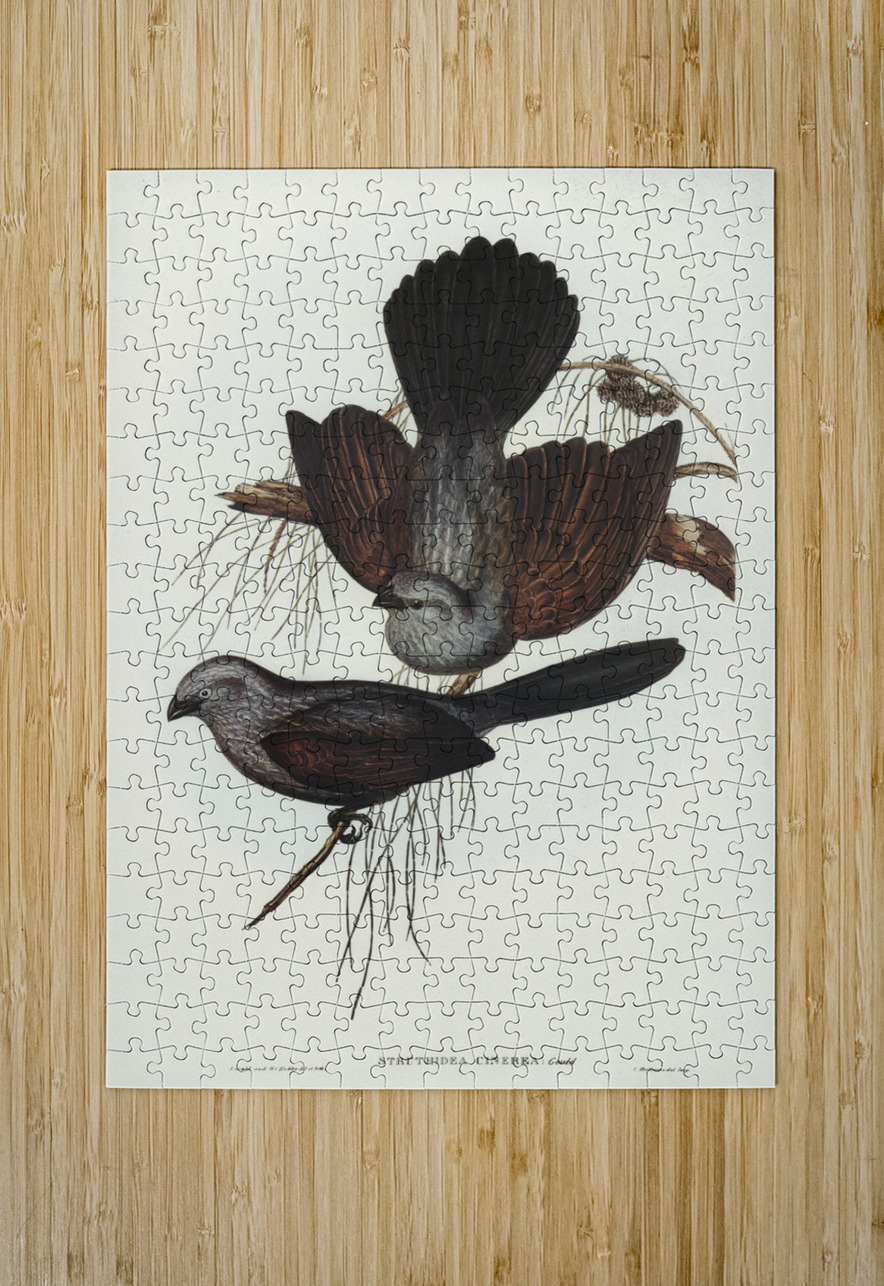 Grey Struthidea Struthidea cinerea illustrated by Elizabeth Gould 1804–1841 for John Gould’s 1804-1881 Birds of Australia  IStockHistory com Puzzle printing