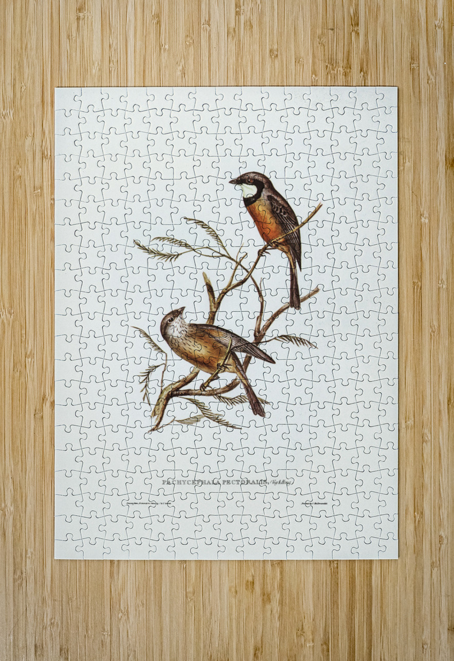 Banded Thickhead Pachycephala pectoralis illustrated by Elizabeth Gould 1804–1841 for John Gould’s 1804-1881 Birds of Australia  IStockHistory com Puzzle printing