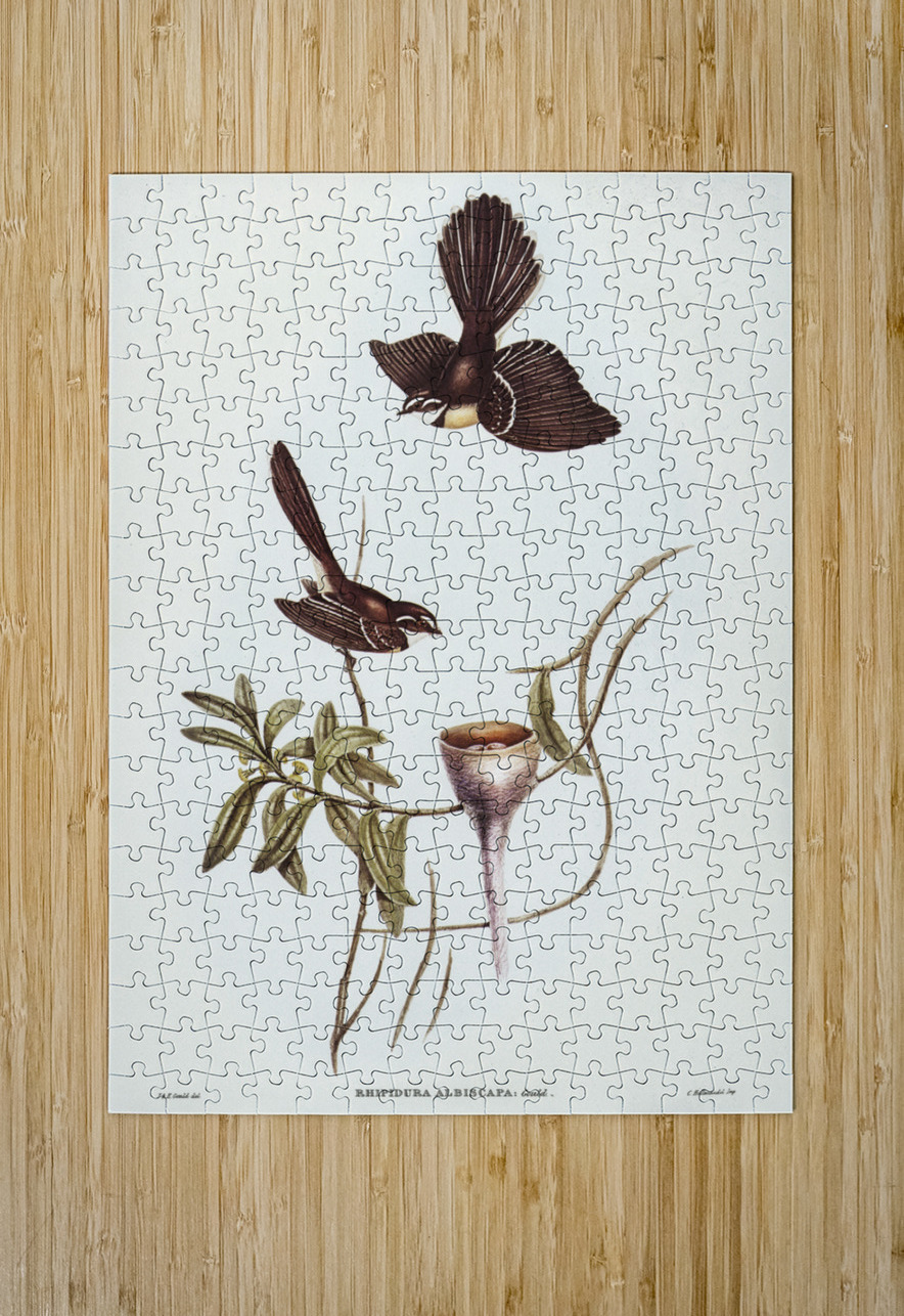 White-shafted Fantail Rhipidura albiscapa illustrated by Elizabeth Gould 1804–1841 for John Gould’s 1804-1881 Birds of Australia  IStockHistory com Puzzle printing