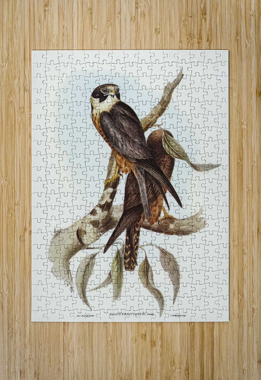 Falcon illustrated by Elizabeth Gould 1804–1841 for John Gould’s 1804-1881 Birds of Australia  IStockHistory com Puzzle printing