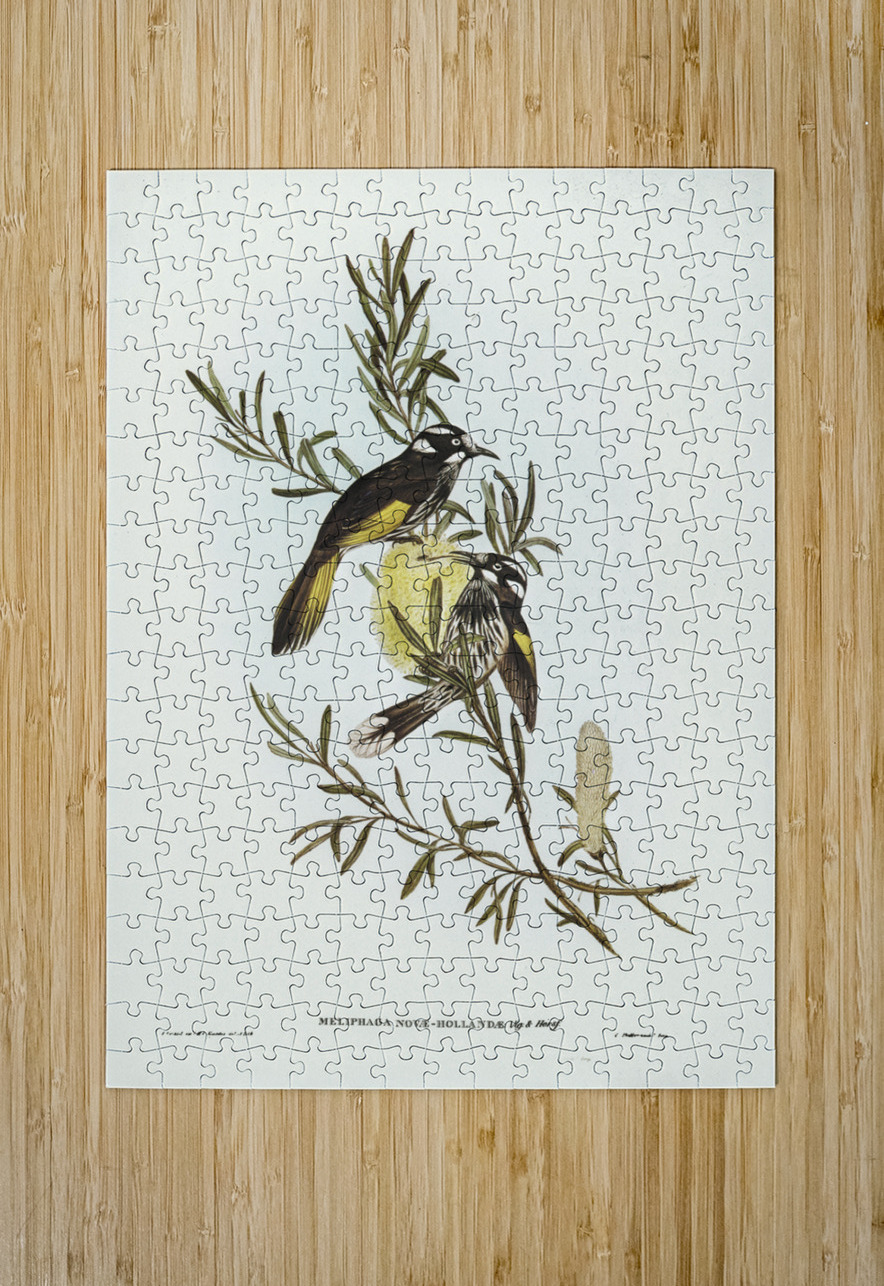New Holland Honey-eaterillustrated by Elizabeth Gould 1804–1841 for John Gould’s 1804-1881 Birds of Australia  IStockHistory com Puzzle printing