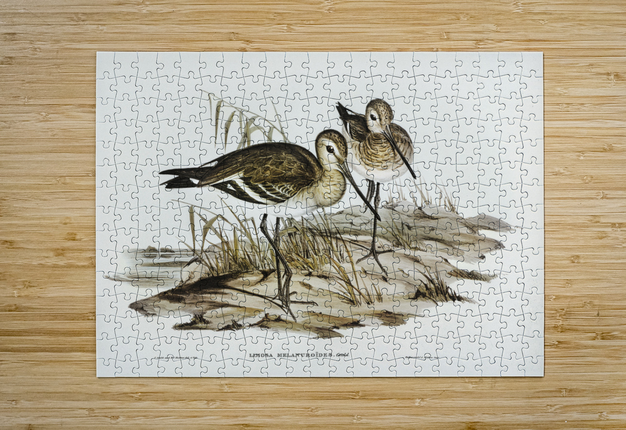 Black-tailed Godwit Limosa Melanuroides illustrated by Elizabeth Gould 1804–1841 for John Gould’s 1804-1881 Birds of Australia  IStockHistory com Puzzle printing