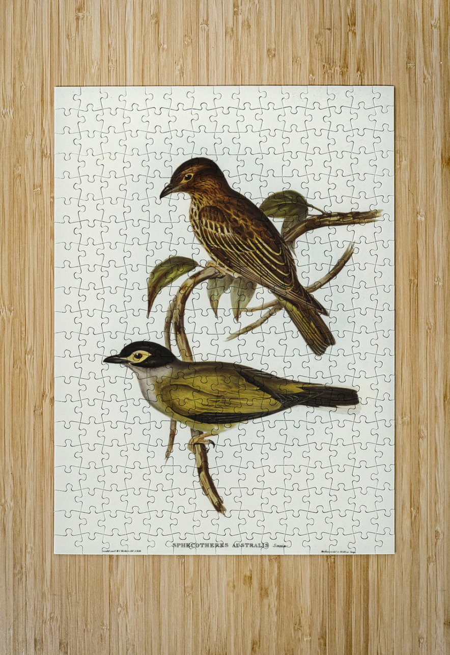 Australian Sphecotheres Sphecotheres Australis illustrated by Elizabeth Gould 1804–1841 for John Gould’s 1804-1881 Birds of Australia  IStockHistory com Puzzle printing