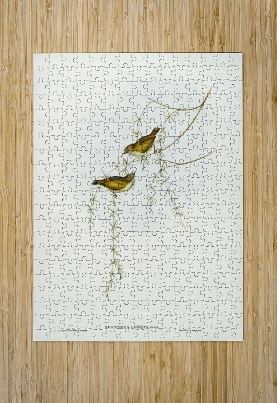 Australian Sphecotheres Sphecotheres Australis illustrated by Elizabeth Gould 1804–1841 for John Gould’s 1804-1881 Birds of Australia  IStockHistory com Puzzle printing