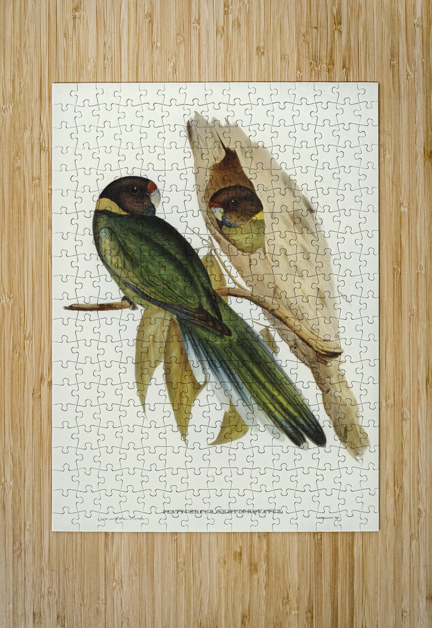 Curlew Sandpiper Schoeniclus subarquatus illustrated by Elizabeth Gould 1804–1841 for John Gould’s 1804-1881 Birds of Australia  IStockHistory com Puzzle printing