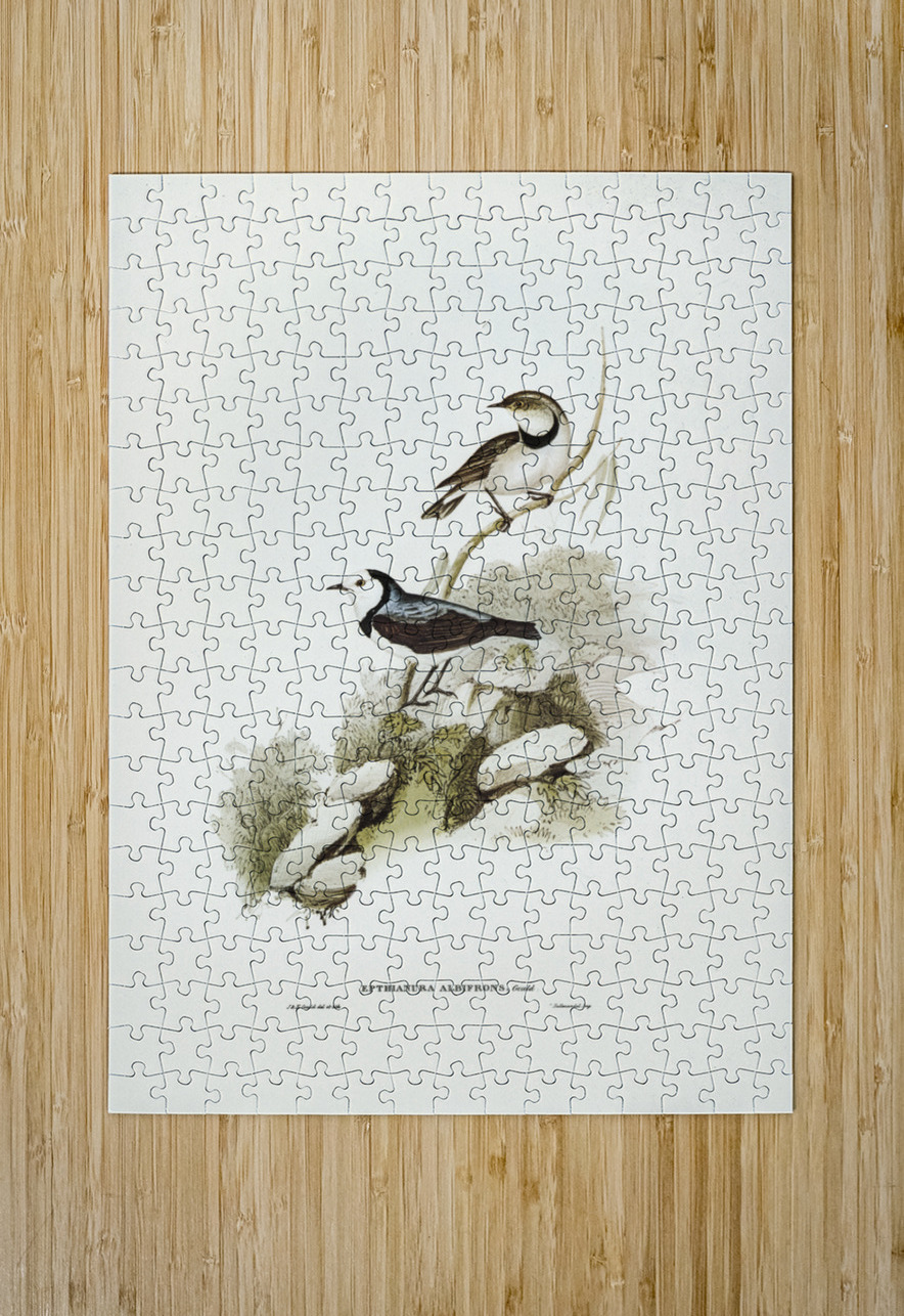 White-fronted chat Ephthianura albifrons illustrated by Elizabeth Gould 1804–1841 for John Gould’s 1804-1881 Birds of Australia  IStockHistory com Puzzle printing