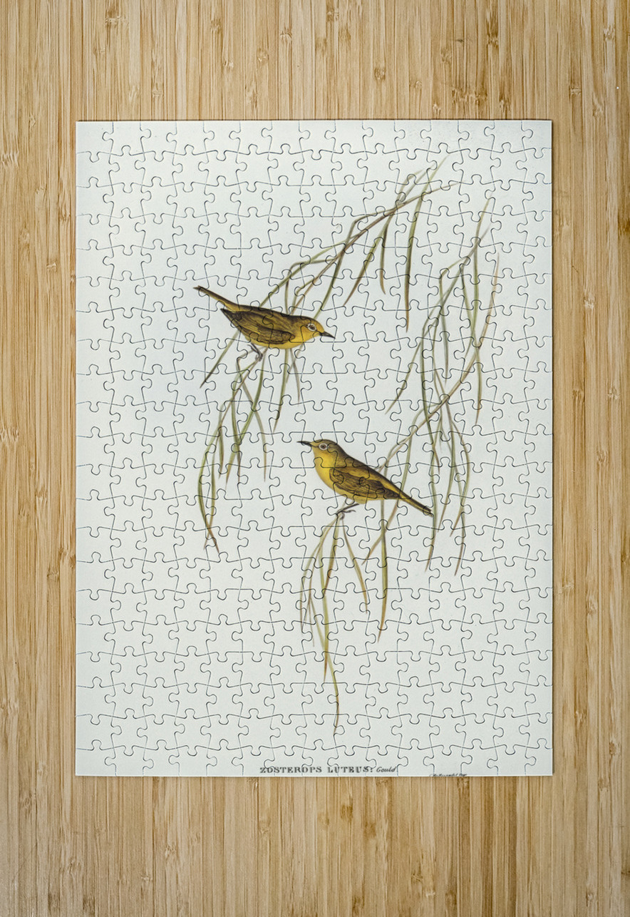 Yellow Zosterops Zosterops lutcus illustrated by Elizabeth Gould 1804–1841 for John Gould’s 1804-1881 Birds of Australia  IStockHistory com Puzzle printing
