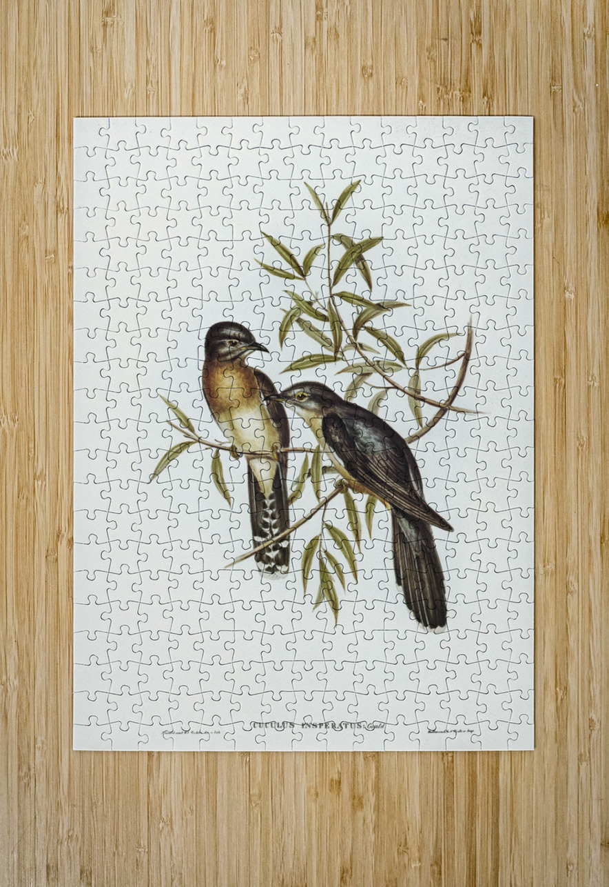 Brush Cuckoo Cuculus insperatus illustrated by Elizabeth Gould 1804–1841 for John Gould’s 1804-1881 Birds of Australia  IStockHistory com Puzzle printing