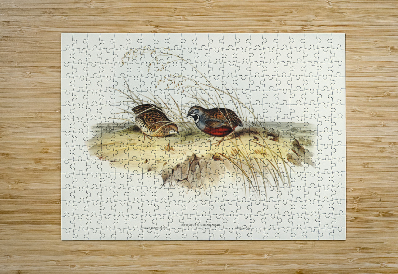 Chinese Quail Synoicus Chinensis illustrated by Elizabeth Gould 1804–1841 for John Gould’s 1804-1881 Birds of Australia  IStockHistory com Puzzle printing
