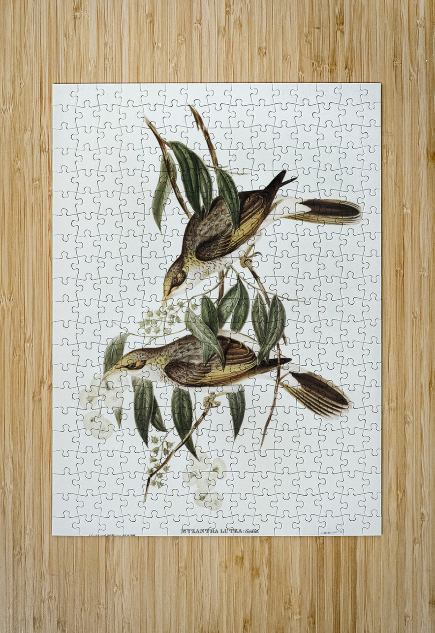 Luteous Honey-eater Myzantha lutea illustrated by Elizabeth Gould 1804–1841 for John Gould’s 1804-1881 Birds of Australia  IStockHistory com Puzzle printing
