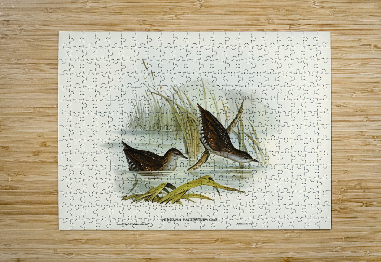 Water Crake Porzana palustris illustrated by Elizabeth Gould 1804–1841 for John Gould’s 1804-1881 Birds of Australia  IStockHistory com Puzzle printing