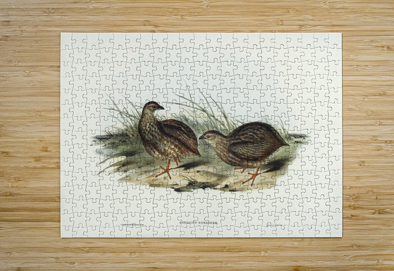 Sombre Partridge Synoicus sordidus illustrated by Elizabeth Gould 1804–1841 for John Gould’s 1804-1881 Birds of Australia  IStockHistory com Puzzle printing