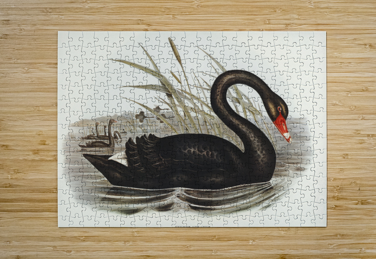 Black Swan Cygnus atratus illustrated by Elizabeth Gould 1804–1841 for John Gould’s 1804-1881 Birds of Australia  IStockHistory com Puzzle printing