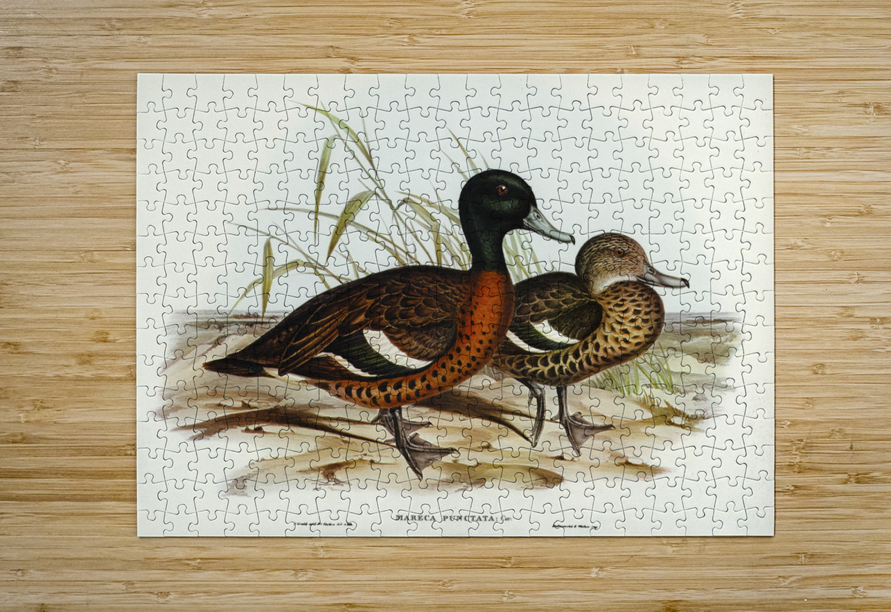 Chesnut-breasted Duck Anas punctata illustrated by Elizabeth Gould 1804–1841 for John Gould’s 1804-1881 Birds of Australia  IStockHistory com Puzzle printing