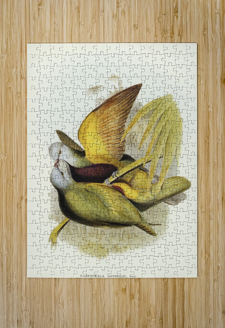 Spotless Gallinule Porzana immaculata illustrated by Elizabeth Gould 1804–1841 for John Gould’s 1804-1881 Birds of Australia  IStockHistory com Puzzle printing