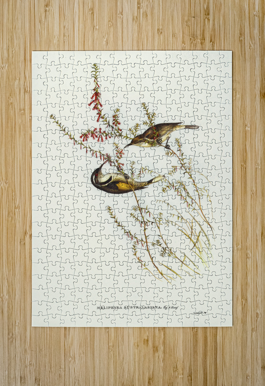 Tasmanian Honey-eater Meliphaga Australasiana illustrated by Elizabeth Gould 1804–1841 for John Gould’s 1804-1881 Birds of Australia  IStockHistory com Puzzle printing