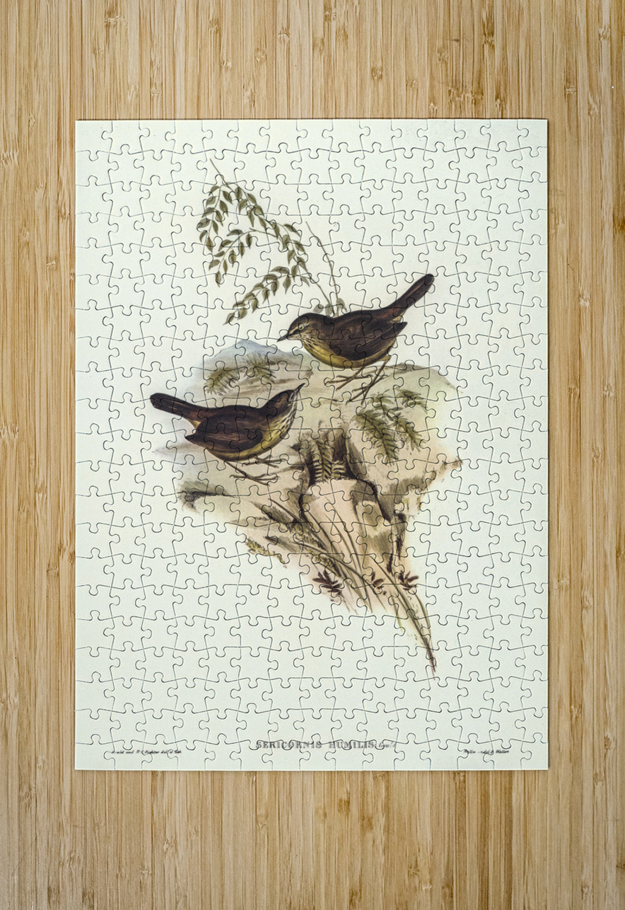Sombre-coloured Sericornis Sericornis humilis illustrated by Elizabeth Gould 1804–1841 for John Gould’s 1804-1881 Birds of Australia  IStockHistory com Puzzle printing