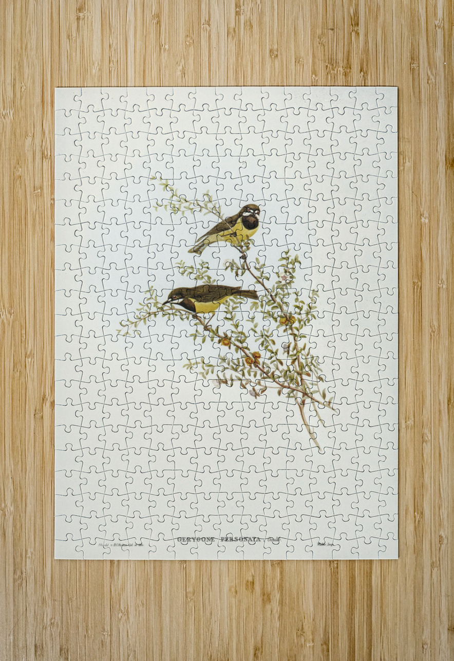Masked Gerygone Gerygone personata illustrated by Elizabeth Gould 1804–1841 for John Gould’s 1804-1881 Birds of Australia  IStockHistory com Puzzle printing