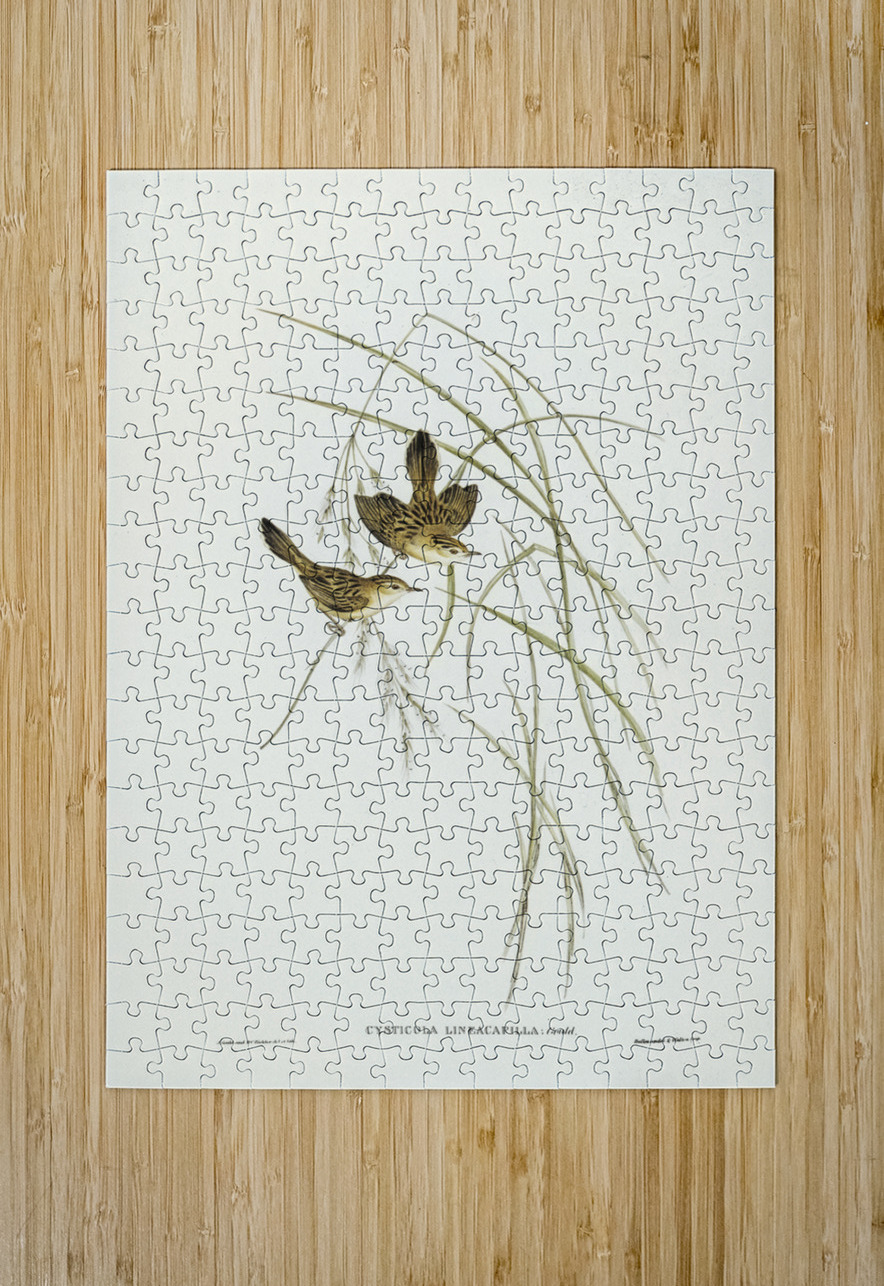 Lineated Warbler Cysticola lineocapilla illustrated by Elizabeth Gould 1804–1841 for John Gould’s 1804-1881 Birds of Australia  IStockHistory com Puzzle printing