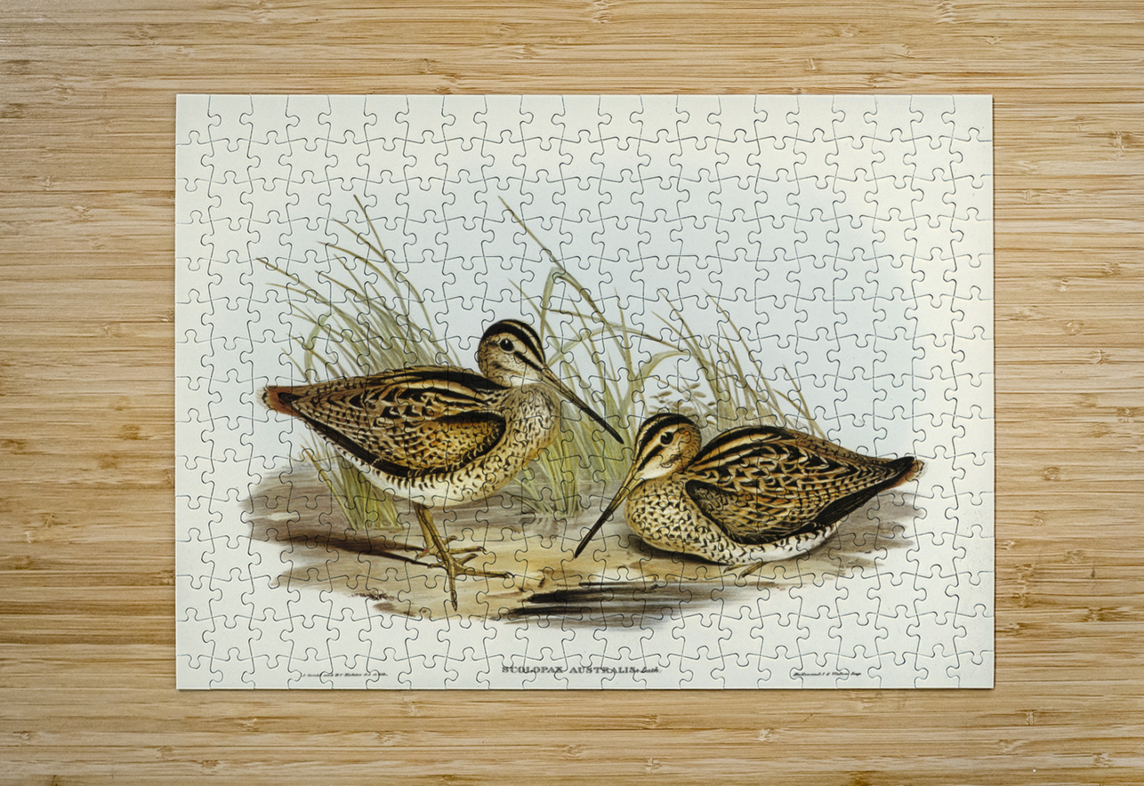 New Holland Snipe Scolopax Australis illustrated by Elizabeth Gould 1804–1841 for John Gould’s 1804-1881 Birds of Australia  IStockHistory com Puzzle printing