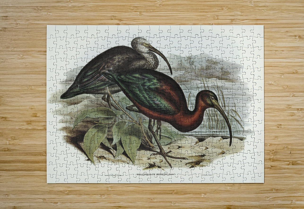 Glossy Ibis Falcinellus igneus illustrated by Elizabeth Gould 1804–1841 for John Gould’s 1804-1881 Birds of Australia  IStockHistory com Puzzle printing