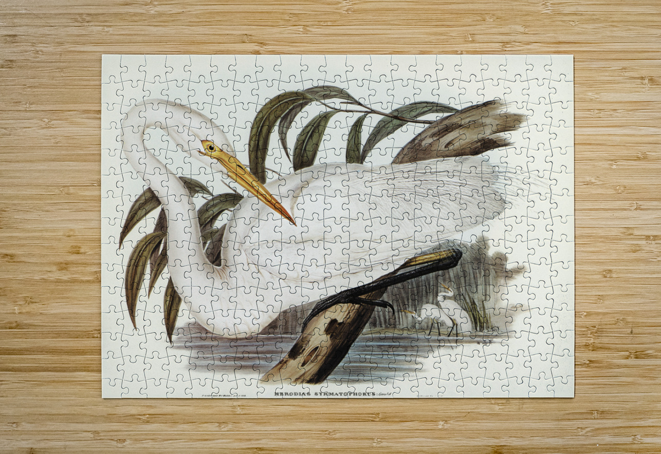 Australian Egret Hrodias syrmatophorus illustrated by Elizabeth Gould 1804–1841 for John Gould’s 1804-1881 Birds of Australia  IStockHistory com Puzzle printing