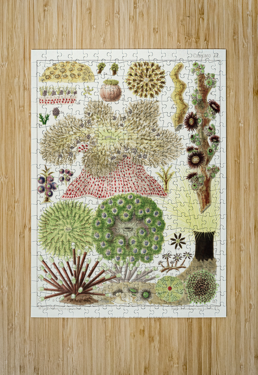 Great Barrier Reef Anemones from The Great Barrier Reef of Australia 1893 by William Saville-Kent 1845-1908. Fig 1 : Palythoa caesiaFig 2 : Rhodactis HowesiiFig 3 : Haterodactyla HemprichiiFig 4 : Acrozoanthus australioeFig 5 : phymanthus muscorumFi IStockHistory com Puzzle printing