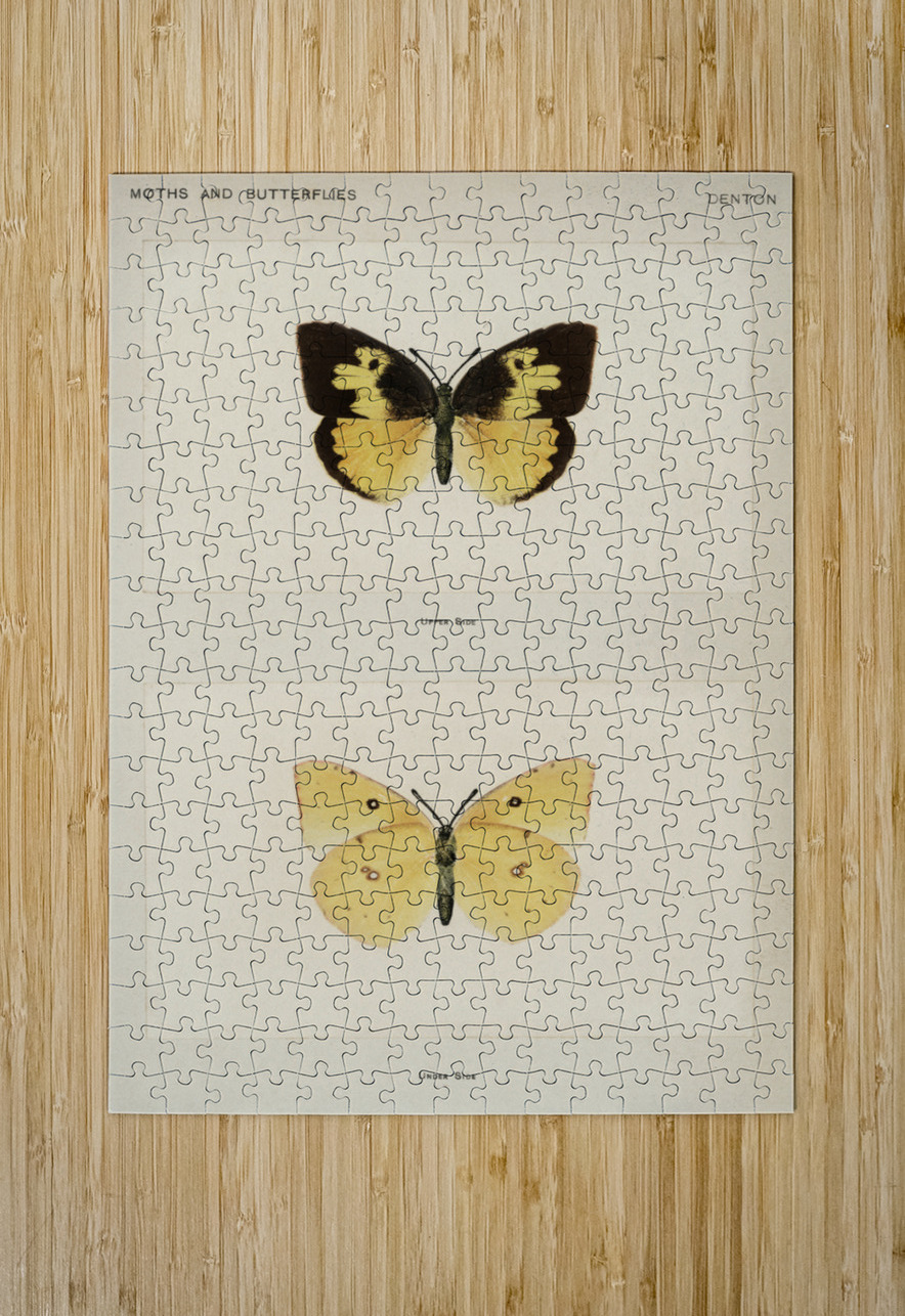 Southern Dogface Meganostoma Caesonia from Moths and butterflies of the United States 1900 by Sherman F. Denton 1856-1937.  IStockHistory com Puzzle printing