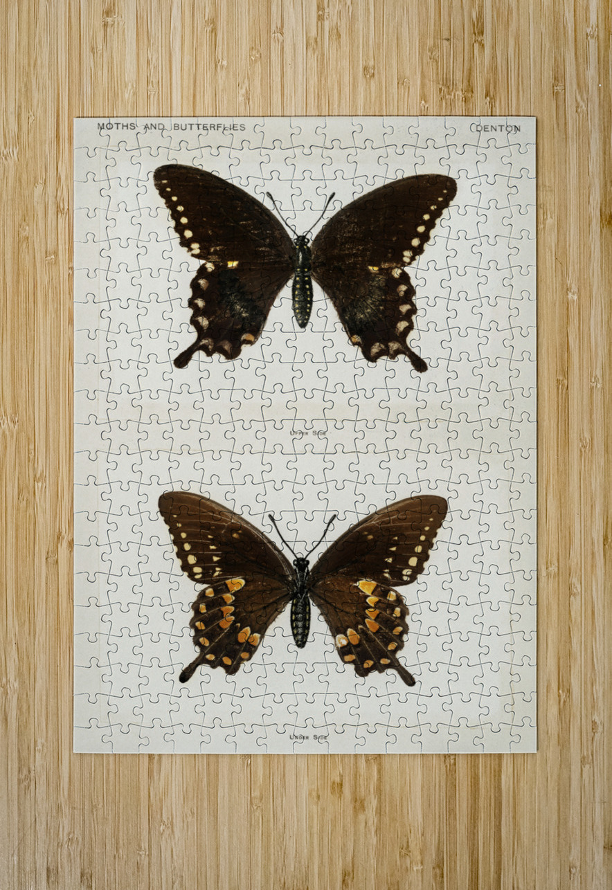 Spicebush Swallowtail Papilio Troilus from Moths and butterflies of the United States 1900 by Sherman F. Denton 1856-1937.  IStockHistory com Puzzle printing