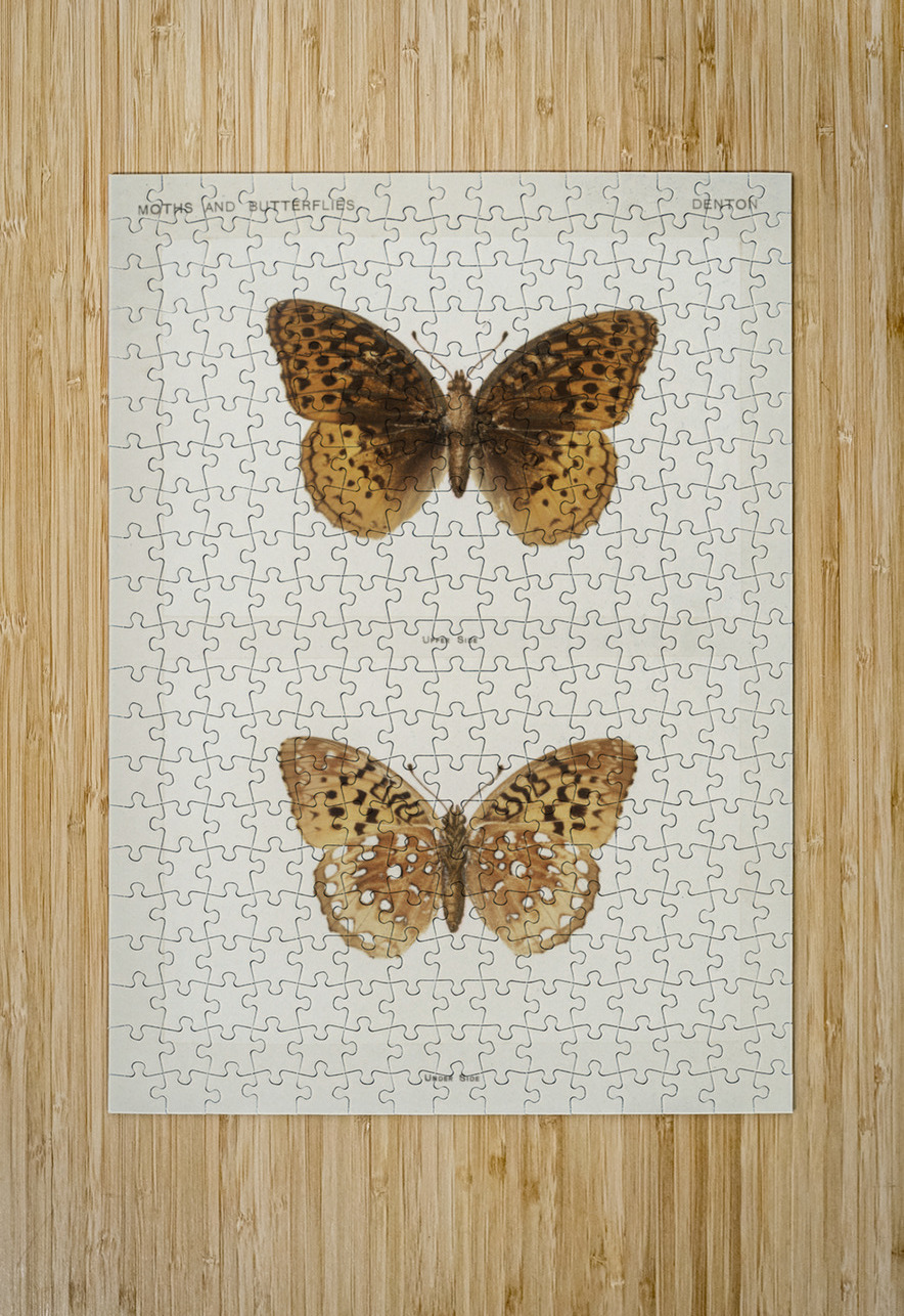 Great Spangled Fritillary Argynnis Cybele from Moths and butterflies of the United States 1900 by Sherman F. Denton 1856-1937.  IStockHistory com Puzzle printing