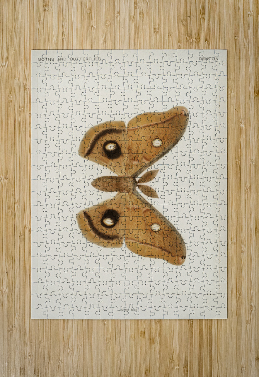 Polyphemus Moth Telea Polyphemus from Moths and Butterflies of the United States 1900 by Sherman F. Denton 1856-1937.  IStockHistory com Puzzle printing
