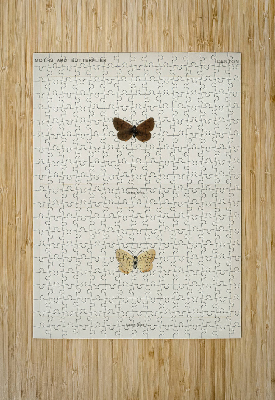 Giant Swallowtail Papilio Cresphontes from Moths and butterflies of the United States 1900 by Sherman F. Denton 1856-1937.  IStockHistory com Puzzle printing