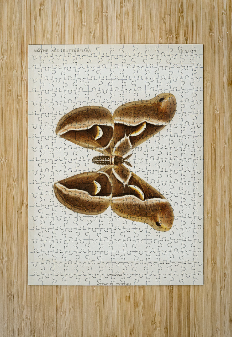 Ailanthus Silkmoth Attacus Cynthia from Moths and Butterflies of the United States 1900 by Sherman F. Denton 1856-1937.  IStockHistory com Puzzle printing